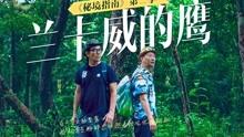 拯救受伤的猫