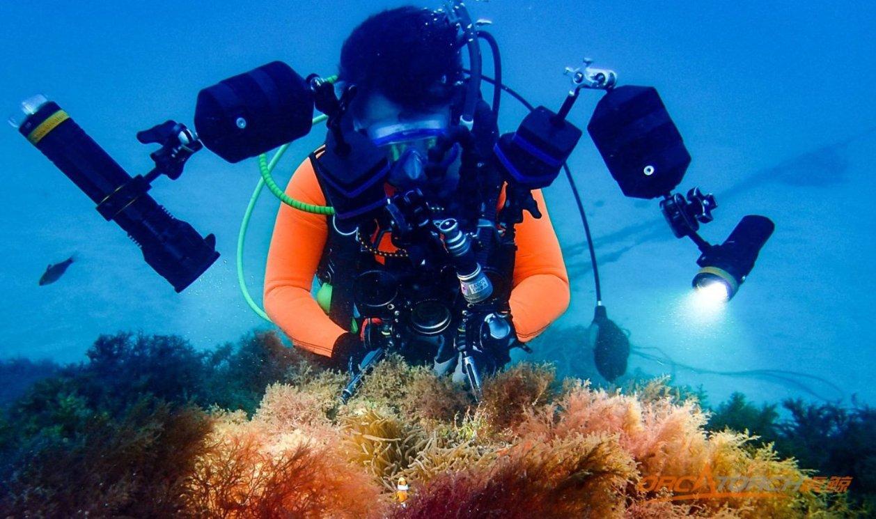 海绵宝宝寻珍宝